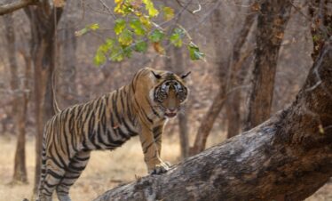 Ranthambhore tour with Jaipur