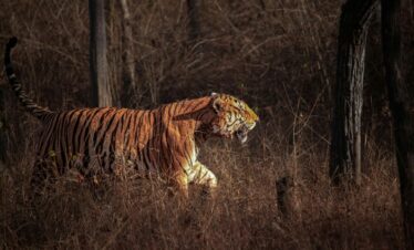 Jim Corbett Tiger Safari